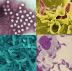 Virus gastrointestinales Virus gastrointestinales